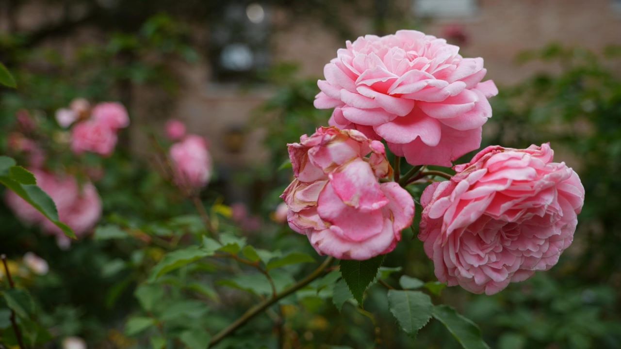Get It Growing: How to stop thrips from destroying your rose blooms